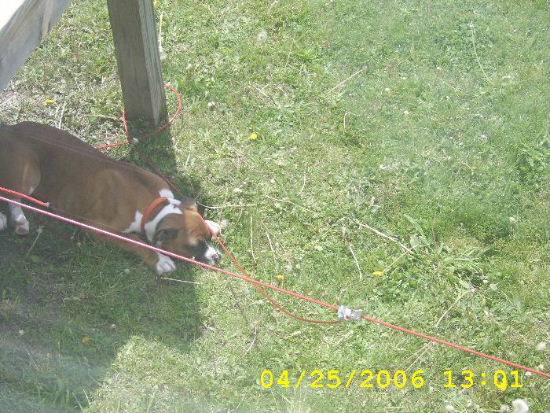 MAX ASLEEP UNDER THE BACK PORCH