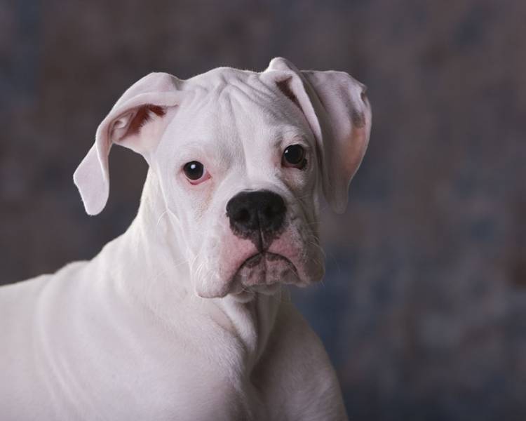 Max At 4 1/2 Months Old