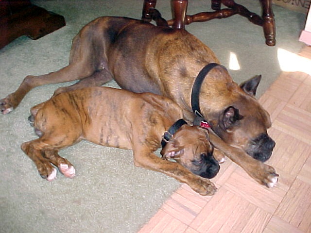 Max & Dolly
