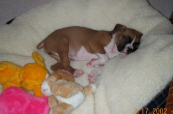 Max     First day at his new home