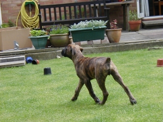 Max goes for a trot!