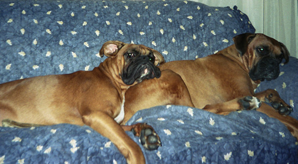 Max & Goldy