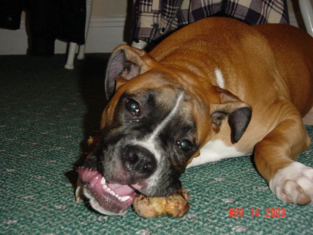 Max got a lamb femur...gross too!