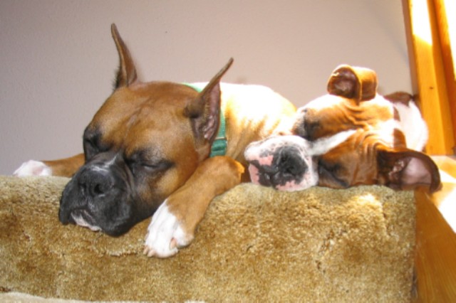 Max & Gunther