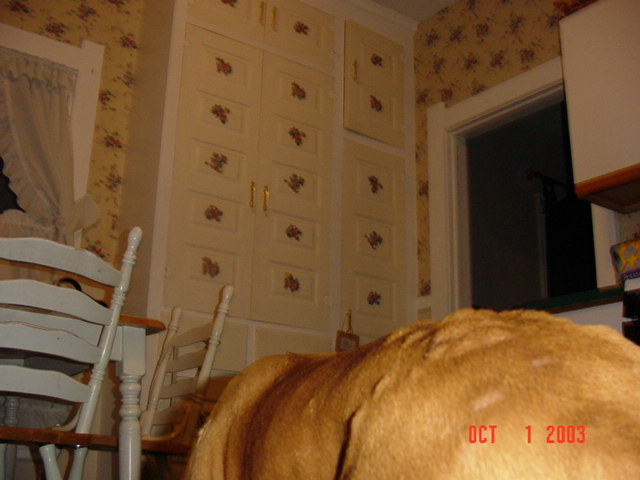 Max has hives!