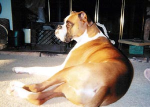 Max in a sunbeam