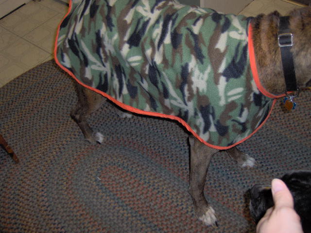 Max in his new coat.