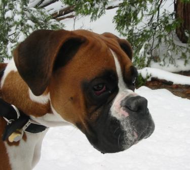 Max in the snow