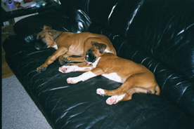Max & Lexi - Partners in Crime