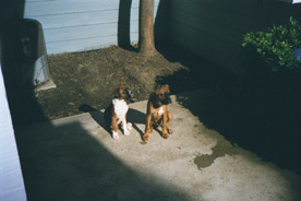 Max & Lexi - Partners in Crime
