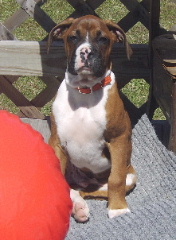 Max looking in from porch