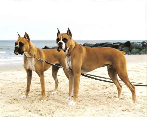 Max & Megan at the Beach