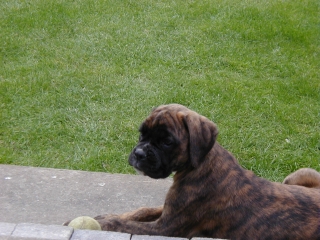 Max - Our new Boxer