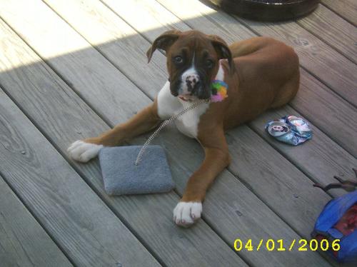 Max playing with the cats toys