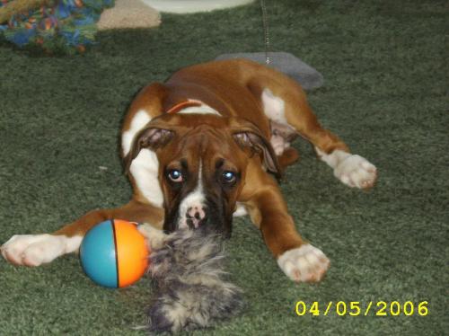 Max protecting his toy