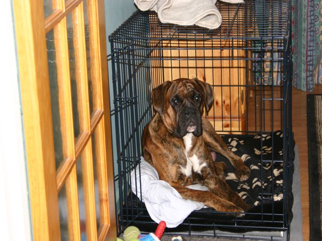 Max Relaxing at Home!