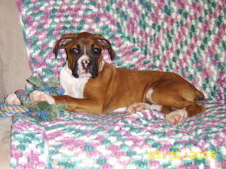 Max relaxing on couch