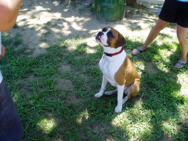 Max sitting nice at the doggie park