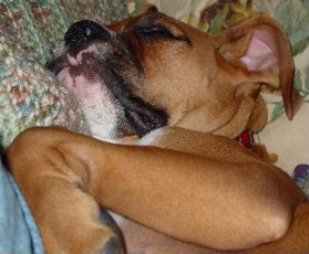 Max sleeping like a boxer