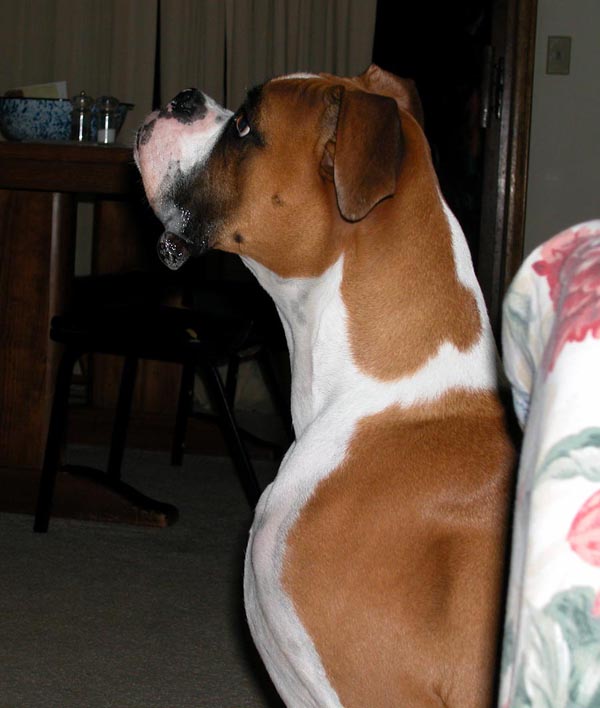 Max waiting for popcorn