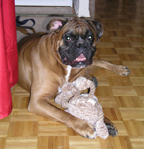 Max with his favorite toy