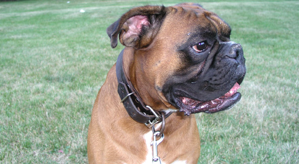 Max