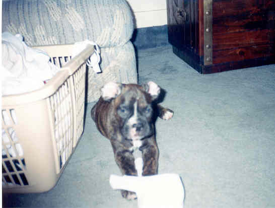 Max