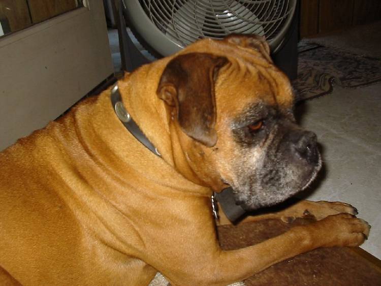 Maximilian