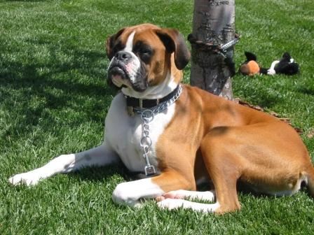 Maximus enjoying a nice Spring day!!