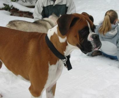 Maximus scoping out the snow-doggies