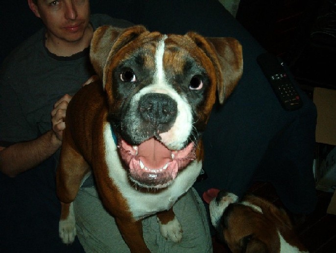 Maximus - Smile for the camera!