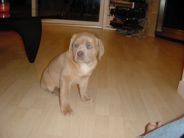 Maximus