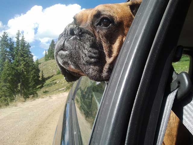 Maximus