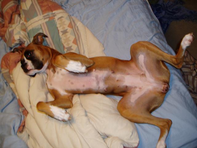 Maxi's favorite position!!