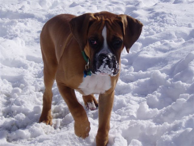 Max's 1st Snow