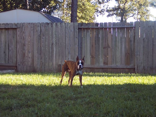 Maxx playin'