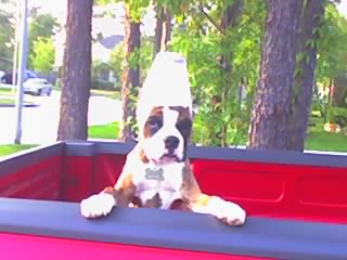 Maxx playing after his ear crop