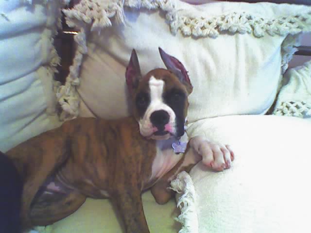Maxx with his first expression in his ears