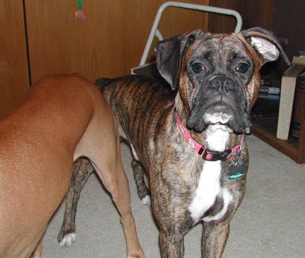 Maxx