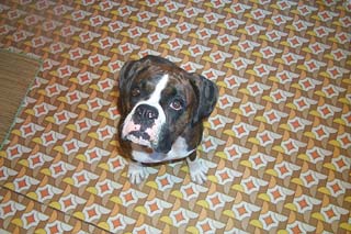 May I have my cookie please?