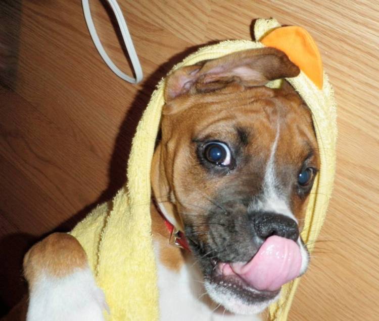 Maya The Duckie