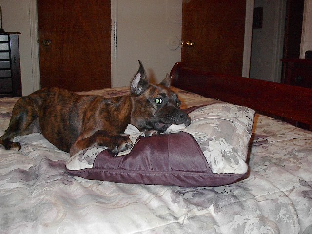 Maybe if I freeze Mom won't know I was chewing her pillow
