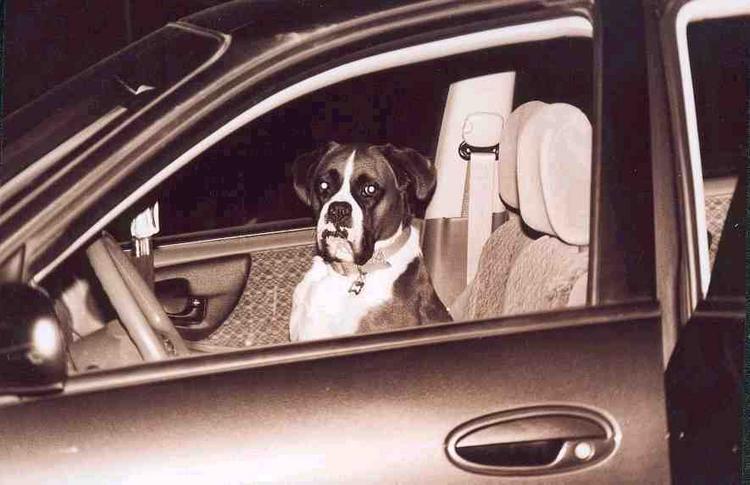 Maybe if I sit here long enough, she'll let me drive.