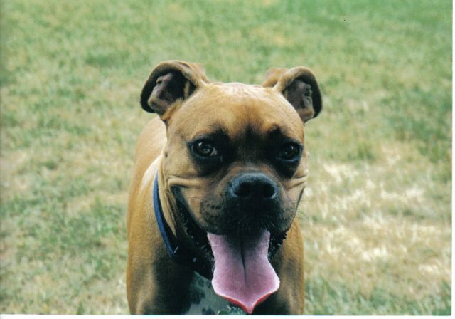 maynard from minnesota