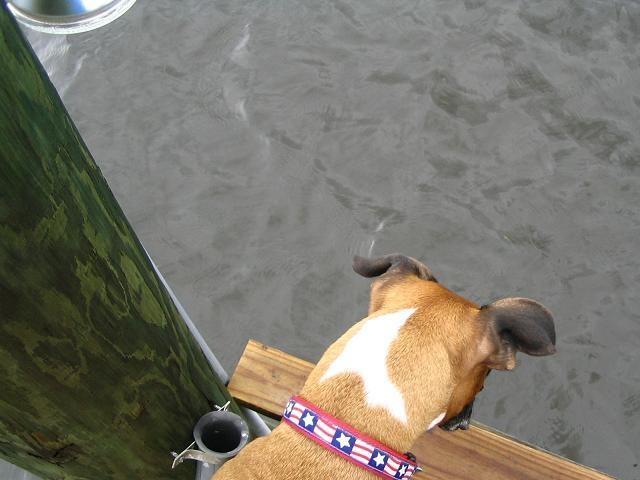 Maz watching fish.