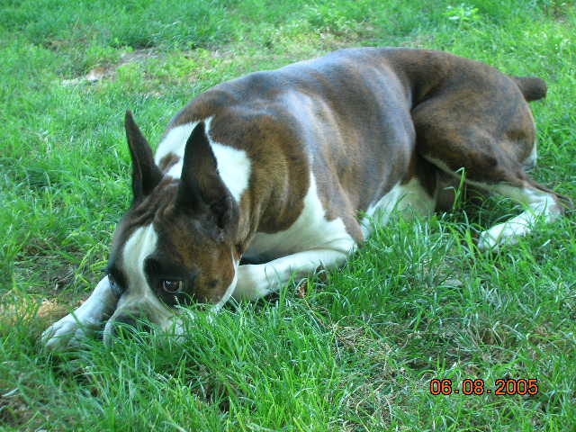 Mazie Relaxing
