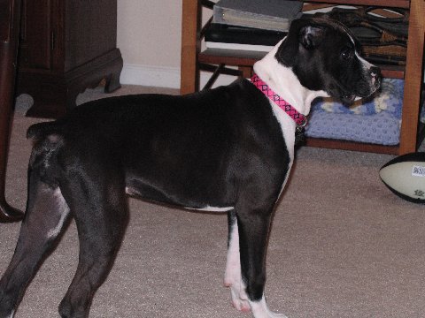 Mazzy 4 Months old