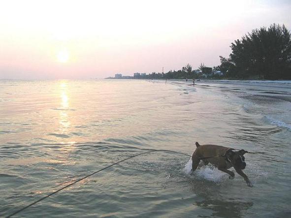 Mazzy in the ocean