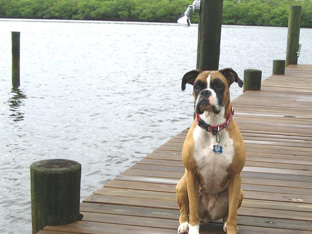 Mazzy on dock!