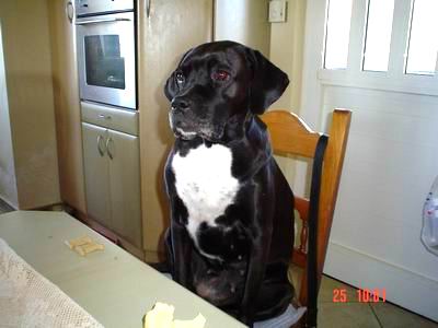 Me and my cookies I wish they flew inside my mouth!